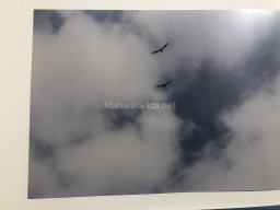 Exposición de aves de la comarca